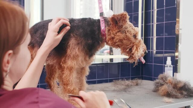 Dog grooming salon. Woman combing purebred curly brown dog Airedale in grooming salon. Pet care. High quality 4k footage