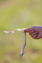 脱皮した蛇の抜け殻