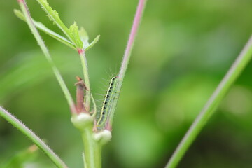 Green larva sitting on the plant that damages the okra crop