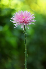 Fototapeta premium Closeup Pink Chrysanthemum flower in natural bokeh background