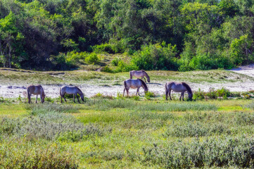 Netherlands, Zeeland, Oostkapelle, wild horses grazing in wildlife reserve