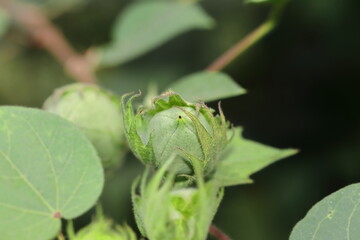 new cotton fruits on cotton plant