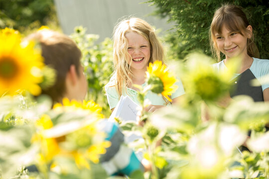 School children examining sunflower field