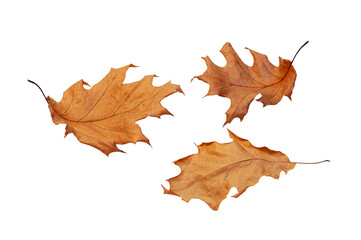 Isolated leaves. Collection of fallen oak autumn leaves on a white background.