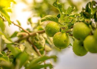 Beautiful apple tree on the peaceful garden