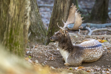 male fallow deer in love season in the forest in autumn