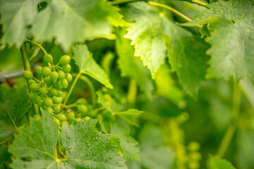 Green vineyard after the rain
