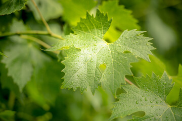 Green vineyard after the rain