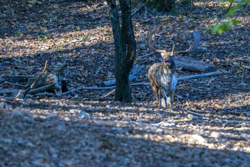 male fallow deer in love season in the forest in autumn