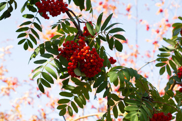 red currant bush