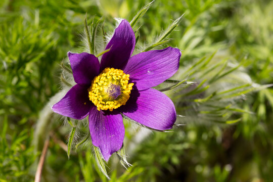 Common pasque flower