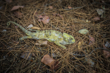 a dead chameleon found in the forest