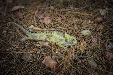 a dead chameleon found in the forest © Иван Сомов