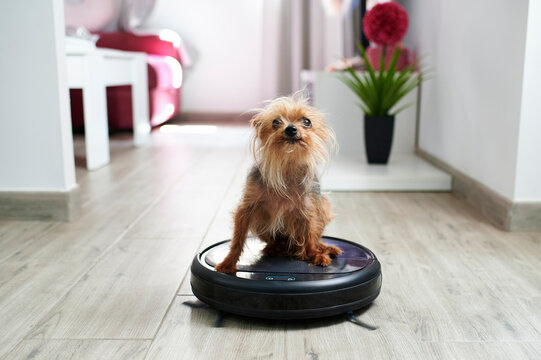 Close-up of Yorkshire terrier on robotic vacuum cleaner at home