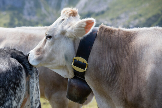 Germany, Allgaeu, brown cattle, cow