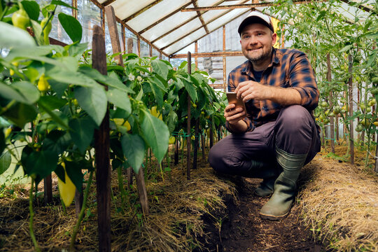 Smiling farmer with mobile phone crouching by pepper plants in greenhouse