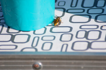 Wasps gather on the table around the glass