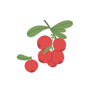 Rowan cluster growing on branch with leaf. Fresh red berries on autumn fruit plant. Colored flat vector illustration isolated on white background