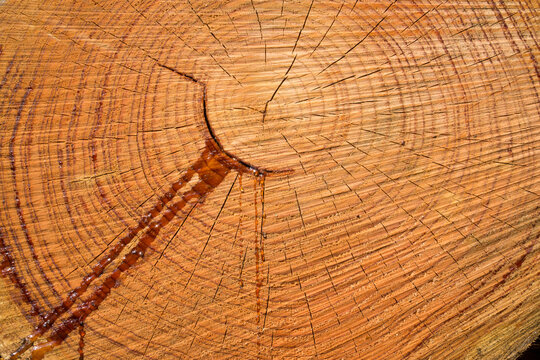 Full frame shot of wet tree stump