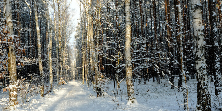 Winter forest landscape. Forest road with snow and birch trees.