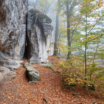 Germany, Saxony, Fallen leaves at bottom of cliff in Saxon Switzerland National Park
