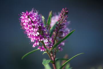 flowers on a in a Blue Background