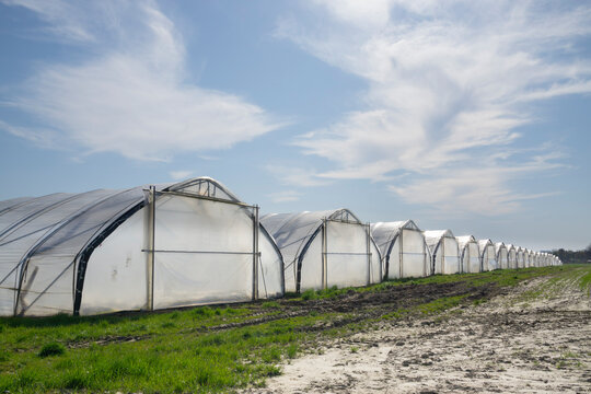Germany, North Rhine-Westphalia, Ruhr, Row of foil greenhouses protecting fruit plantation