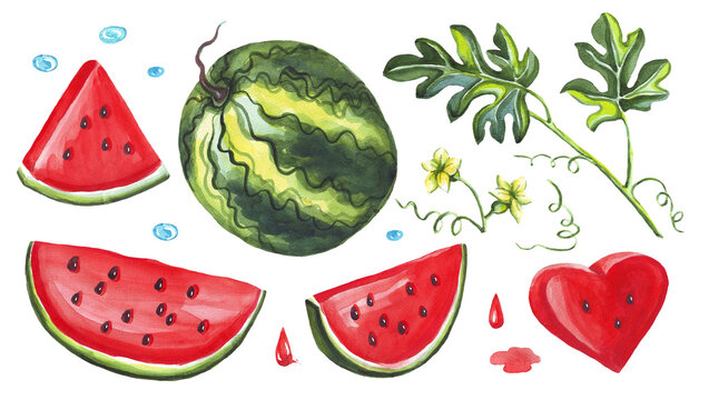 Watermelon set. Watercolor illustration. Hand drawn