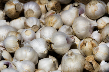 close up of garlic