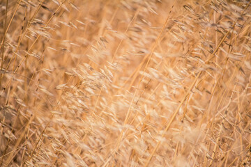 golden wheat field