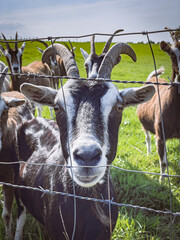 zahme neugiere Ziege auf grüner Weide hinter Stacheldrahtzaun
