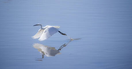 heron flying