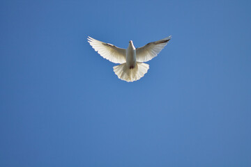Fototapeta na wymiar white dove in flight against a blue sky
