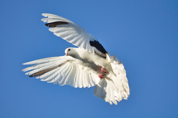 white dove in flight against a blue sky