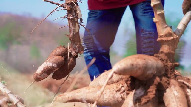 Close up hand hold cassava slow motion