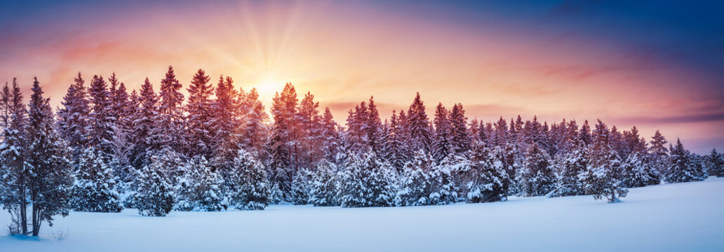 Panoramic view of the wilderness natural forest on winter sunset.