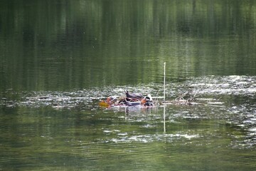 duck on the river