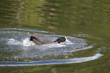 Fototapeta premium duck on the river