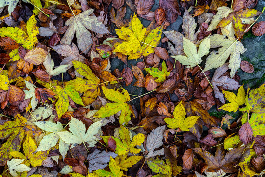Directly above view of fallen leaves in national park during autumn