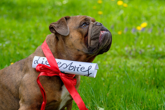 Portrait of English Bulldog wearing ribbon with attached love letter