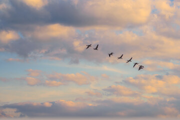 Sunrise sky with group of birds. Beautiful cloudy sky at sunrise with birds welcome new morning. Idyllic nature pattern