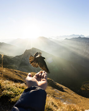 Jackdaw flying in front of hand with food, Hochplatte, Bavaria, Germany