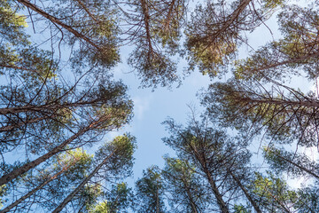Bottom up view in a pine forest. The tops of the pines against the background of the bare sky.
