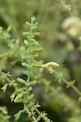 Himalayan Cloud Sage