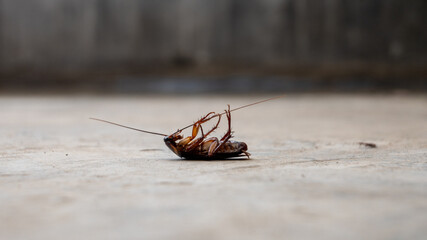 Cockroaches die on the floor.