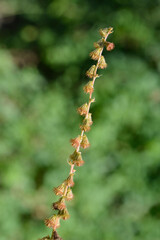Common agrimony