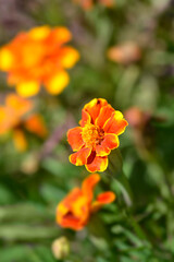 French marigold