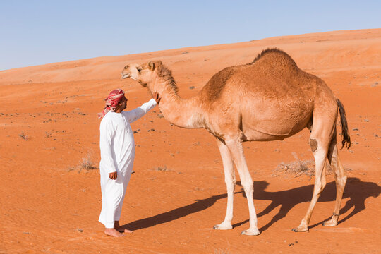 Bedouinn stroking his camel in the desert, Wahiba Sands, Oman