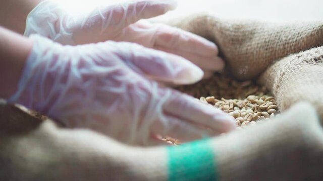 Medium close up hands with gloves handful of raw coffee beans from sack side angle slow motion 100fps