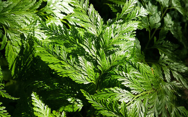 Close-up of fern leaves touching sunlight against dark background